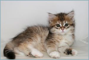 Female Siberian Kitten from Deedlebug Siberians